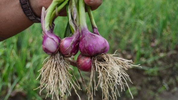 bawang merah1