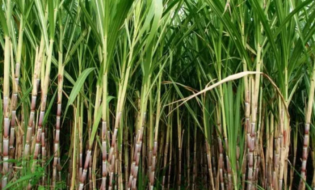 klasifikasi dan morfologi tanaman tebu